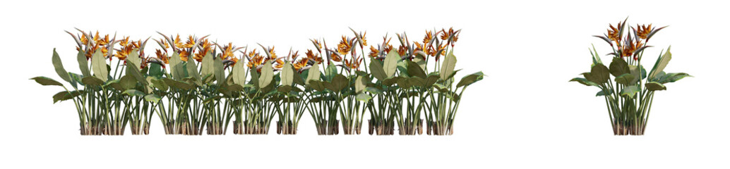 3D Strelizia Reginae, bird of paradise isolated on PNGs transparent background, Use for visualization in graphic design