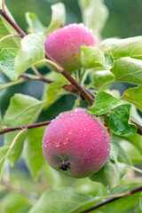 Ripe apples with raindrops on the tree. Cultivation of apples