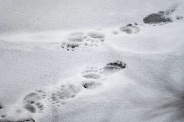 Brown bear, Ursus arctos, footprints in the snow. Bieszczady Mountains, Carpathians, Poland.