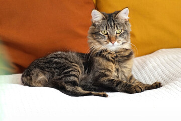 Obraz premium Surprised cat look around follow something, closeup. Tabby domestic cat pet staring a the camera with shocking face and wide open eyes. Cute curious kitty with big yellow eyes lying bed. Funny pet.
