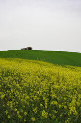 Spring in the countryside of lower Molise with the wheat still green, an old farmhouse, and yellow wildflowers to complete the scene