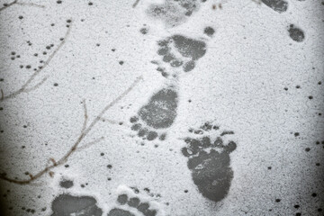 Brown bear, Ursus arctos, footprints in the snow. Bieszczady Mountains, Carpathians, Poland.