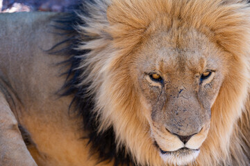 portrait of a lion