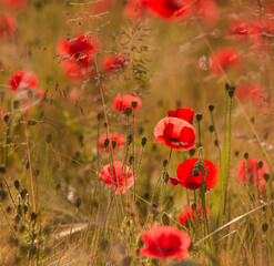 poppy field in summer