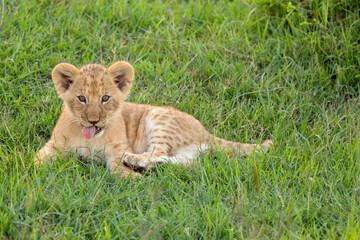 Fototapeta premium Lion Cub Sticking Out Tongue