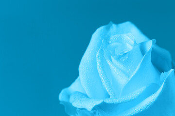 Beautiful blue rose on a blue background. Soft Focus