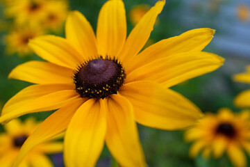 Blackeye Susans5