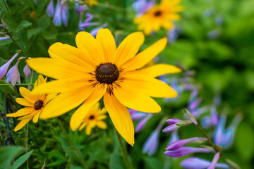 Blackeye Susans11