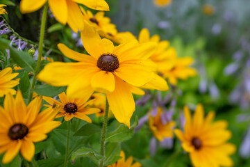 Blackeye Susans12