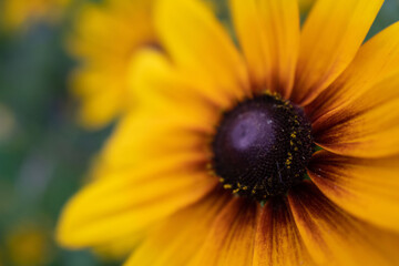 Blackeye Susans22