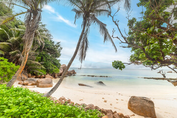 Fototapeta na wymiar Palm trees by the sea in Anse Consolation