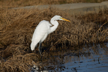 A beautiful Great Egret on a winter morning. They're found in Asia, Africa, the Americas, and Europe.  They build tree nests in colonies close to water.