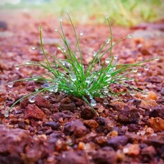Green grass with water drops with soil