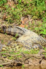 Animal salvaje, Cocodrilo, vida silvestre Bolivia