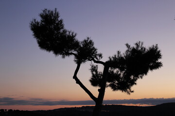 Fototapeta na wymiar Silhouette of a pine tree at dusk in the south of France. French Riviera nature sunset wallpaper with purple sky