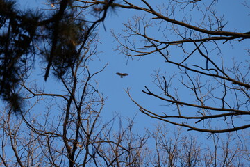 나무, sky, 네이처, 가지, blue, 나무, 겨울, 나무, 가지, 봄, 식물, 가을, 나뭇잎, 나무, 실루엣, 구름, 계절, 경관, green, 변색, 여행용가방, 공원, 백