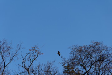 버드, 나무, sky, 네이처, 가지, animal, 버드, blue, 야생 동물, 까마귀, 검다, 봄, 겨울, 나무, 가지, 난폭한, 실루엣