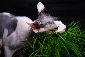 Cat breed Canadian Sphynx eats grass for cats.