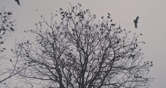 Flock of black crows flies over the crowns of a tree in winter. Gray skies, birds perched on bare branches.