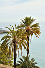 Fototapeta na wymiar dos palmeras frente al mar Mediterráneo