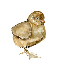 Watercolor hand drawn yellow chicks . Watercolor illustration of hen. Hand drawn with watercolour on a white background. Perfect for wedding invitation, greetings card, posters.