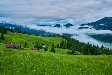 Fototapeta na wymiar mountain meadow in morning light. countryside springtime landscape with valley in fog behind the forest on the grassy hill. fluffy clouds on a bright blue sky.