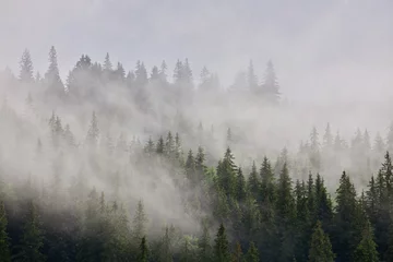 Fototapete Wald im Nebel Misty landscape with fir forest
