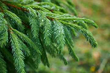 Branches of a bright green spruce or fir trees after rain.
