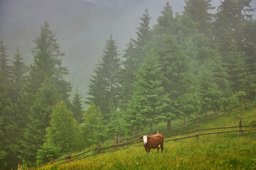 Cows graze in a meadow in the fog, Carpathian cows in Ukraine, mountain cows graze in the fog.