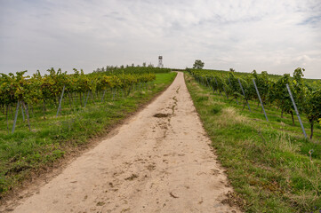 Fototapeta na wymiar Agricultural path on a vineyard with lots of vine plants and an obversation tower on the mountain peak, cloudy day, mainz zornheim