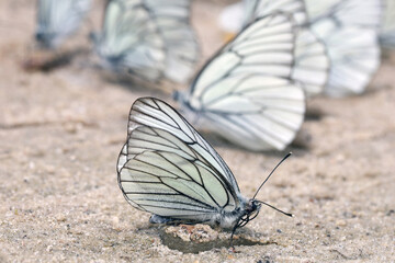 Fototapeta na wymiar White butterflies with black veins (Aporia crataegi), drink water on wet sand. 