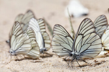 Fototapeta na wymiar White butterflies with black veins (Aporia crataegi), drink water on wet sand. 