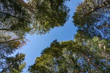 Obraz premium Treetops in Yosemite NP