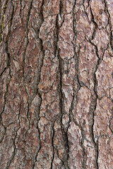 Pine tree bark, Yosemite NP, California