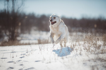 golden retriever dog in the snow. dog in winter	