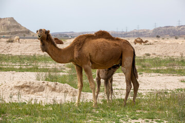 Breastfeeding Camel in Plain, Bushehr, Iran