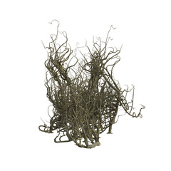 3d render isolated briar thorn patch
