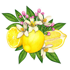 watercolor elegant lemon compositions