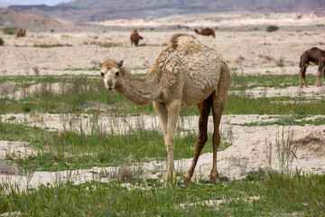 Camel in Plain, Bushehr, Iran