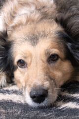 Domestic grey fluffy dog, close up portrait