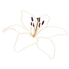 Lily Outline Flower Isolated. Beautiful Hand Drawing Icon