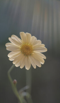 Chamomile with white petals on a blurred background.