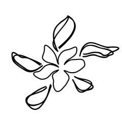 Outline Flower. Floral Illustration. Hand drawn continuous line wild elegant herb. Modern botanical rustic greenery.