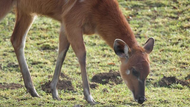 antilope sitatunga en train de manger de l'herbe