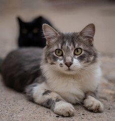 gato en la calle ojos bonitos