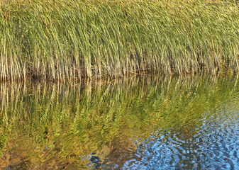 lake view in windless weather with green reeds on cloudy day in summer