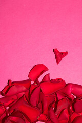 Beautiful Red Rose Flower Petals on A PinkBackground