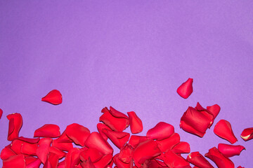 Beautiful Red Rose Heart Shape Flower Petals on A Purple  Background