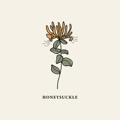 Line art honeysuckle flower drawing
