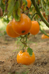 ripe tomatoes on the branch in organic on a blurred background of greenery. Eco-friendly natural products, rich vegetable harvest. Shallow depth of field. Close up macro